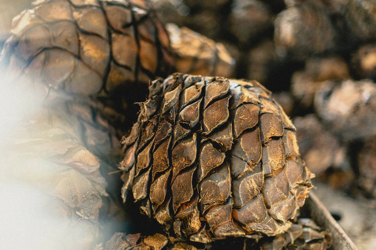 Cooked agave