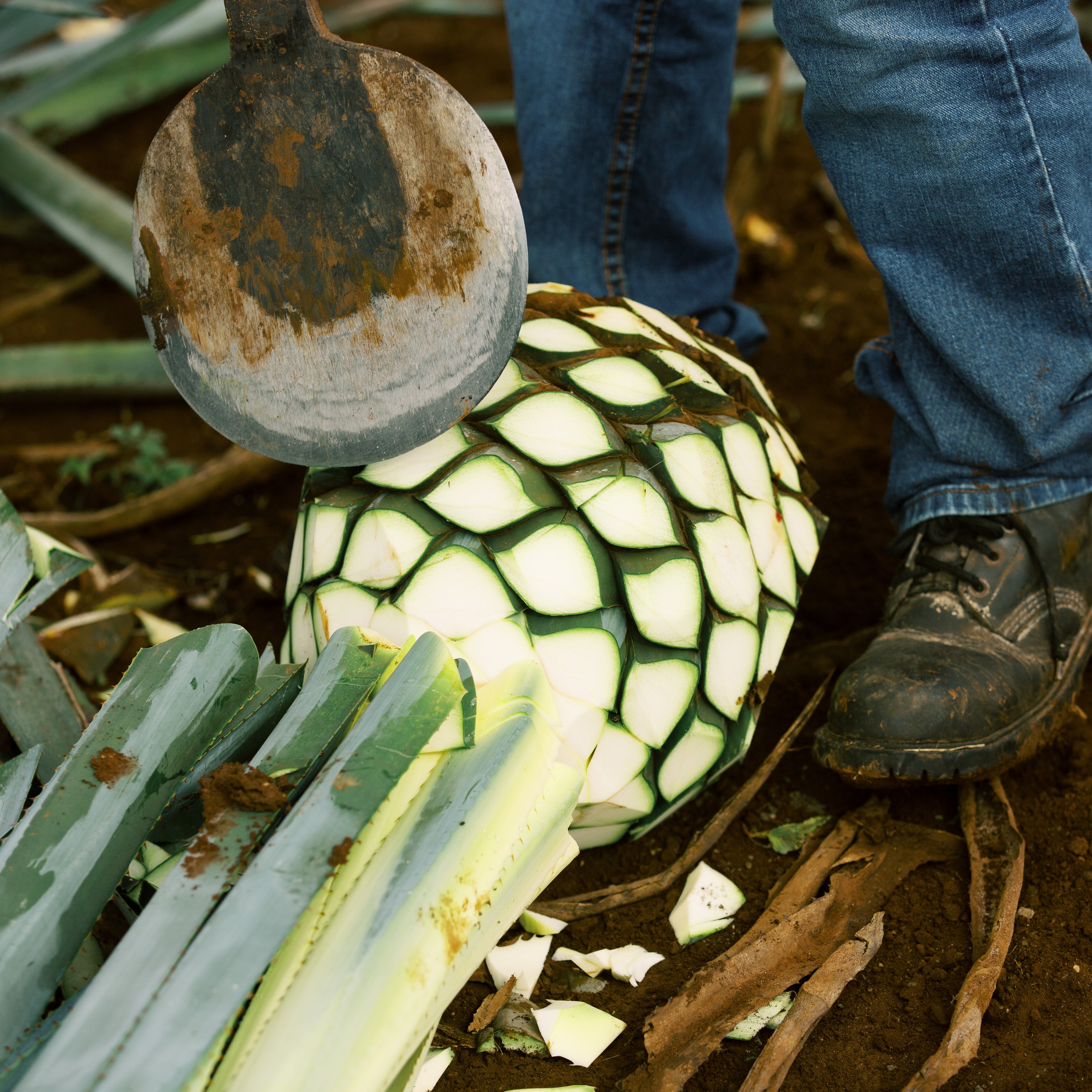 blue weber agave